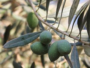 Олива европейская – плодоносящее дерево у Вас дома