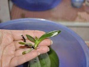 Как вырастить детку у орхидеи и что с ней делать Как правильно отделить отросток орхидеи