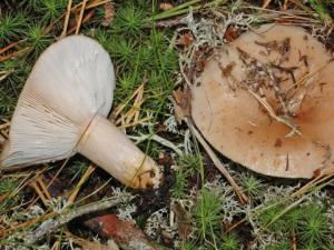 Ядовитые грибы млечники (с фото) Грибы млечники все виды
